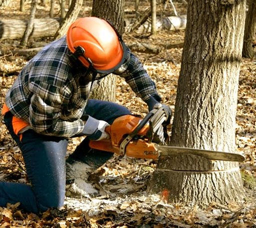 Tree Removal in Scotland, SD